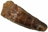 Fossil Spinosaurus Tooth - Real Dinosaur Tooth #311263-1